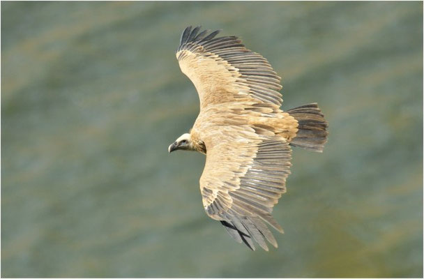 GÄNSEGEIER, GRIFFON VULTURE, GYPS FULVUS