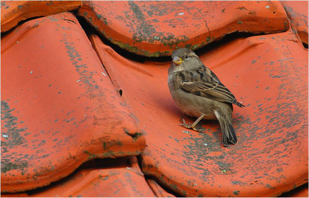 HAUSSPERLING, HOUSE SPARROW, PASSER DOMESTICUS