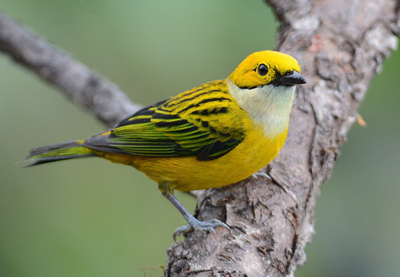 SILBERKEHLTANGARE, SILVER-THROATED TANAGER, TANGARA ICTEROCEPHALA