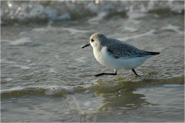 SANDERLING, SANDERLING, CALIDRIS ALBA