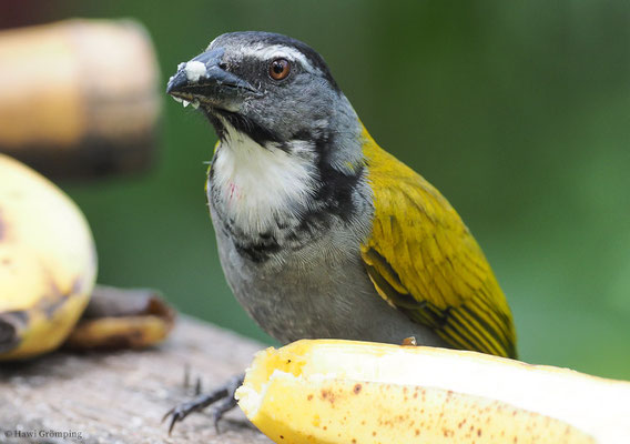 SCHWARZKAPPENSALTATOR, BLACK-HEADED SALTATOR. SALTATOR ATRICEPS