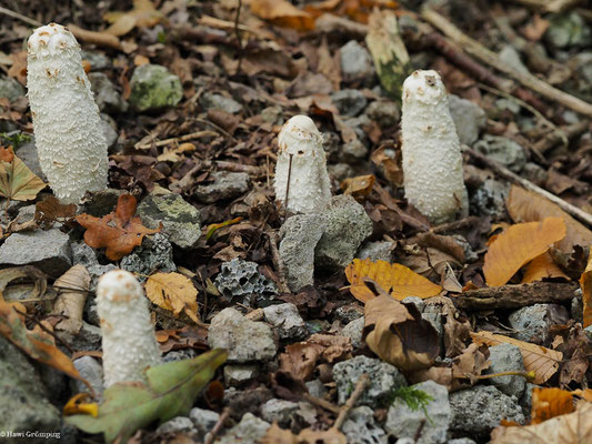 Schopf-Tintling - Coprinus comatus
