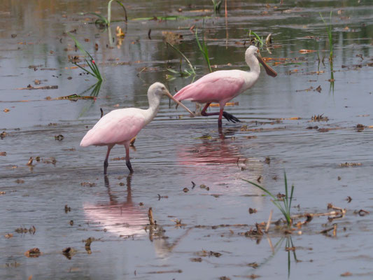 Rosalöffler, Roseate Spoonbill - Platalea ajaja