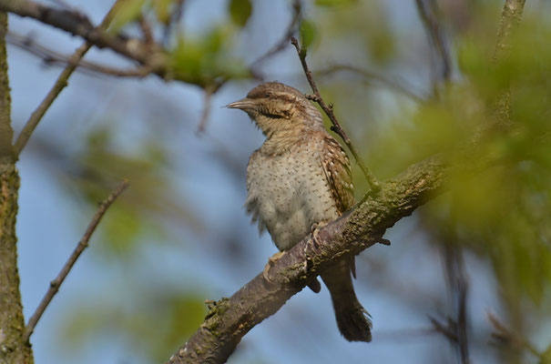 WENDEHALS, WRYNECK, JYNX TORQUILLA