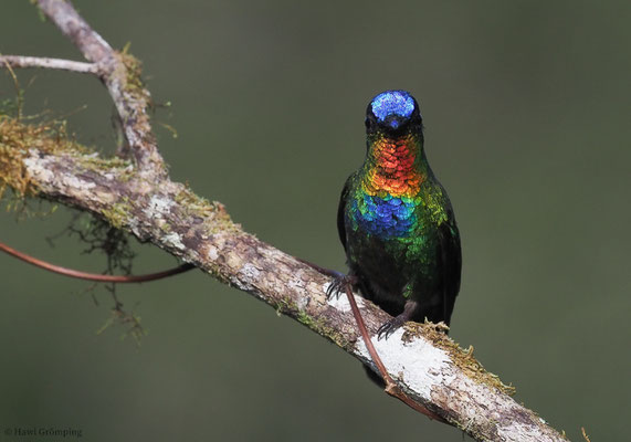 FEUERKEHLKOLIBRI, FIERY-THROATED HUMMINGBIRD, PANTERPE INSIGNIS