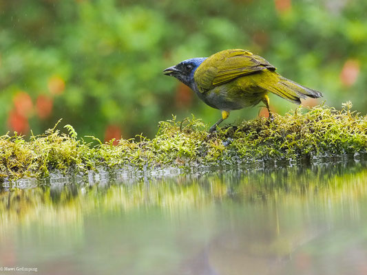 BLAUKAPPEN-TANGARE, BLUE-CAPPED TANAGER - SPORATHRAUPIS CYANOCEPHALA