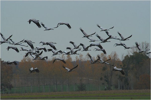KRANICH, CRANE, GRUS GRUS