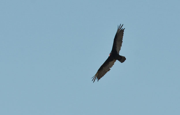 TRUTHAHNGEIER, TURKEY VULTURE, CATHARTES AURA