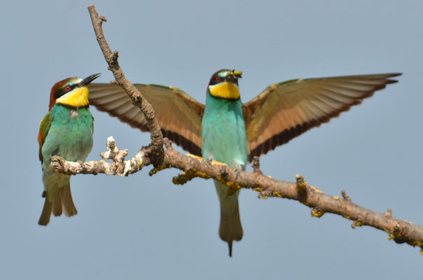BIENENFRESSER, EUROPEAN BEE-EATER, MEROPS APIASTER