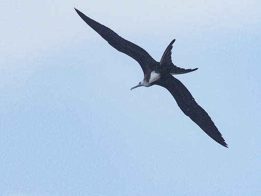 PRACHTFREGATTVOGEL, MAGNIFICENT FRIGATEBIRD - FREGATA MAGNIFCENS