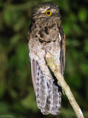 Urutau-Tageschläfer, Common Potoo - Nyctibius aethereus