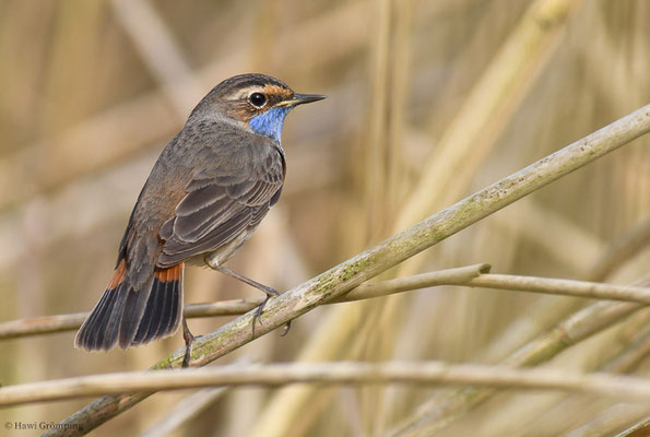 BLAUKEHLCHEN, BLUETHROAT, LUSCINIA SVECICA