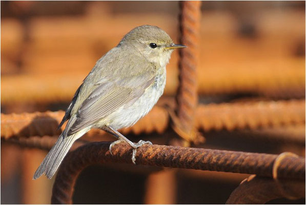ZILPZALP, CHIFFCHAFF, PHYLLOSCOPUS COLLYBITA
