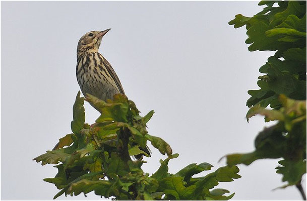 BAUMPIEPER, TREEPIPIT, ANTHUS TRIVIALIS