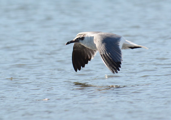 AZTEKENMÖWE, LAUGHING GULL, LARUS ATRICILLA