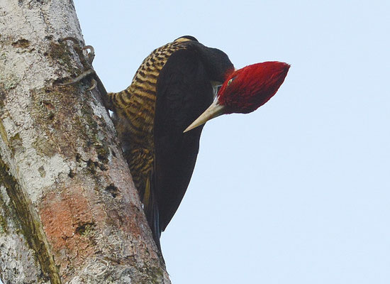 KÖNIGSSPECHT, PALE-BILLED WOODPECKER, CAMPEPHILUS GUATEMALENSIS