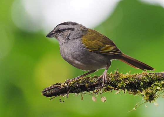 PANAMAAMMER, BLACK-STRIPED SPARROW, ARREMONOPS CONIROSTRIS