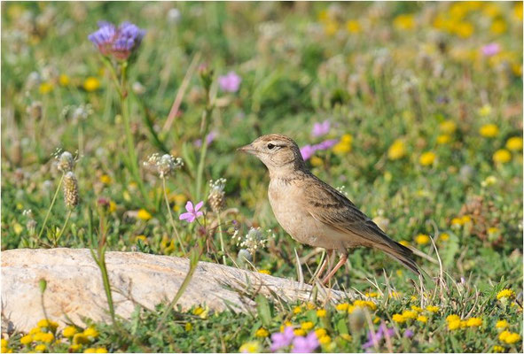 KURZZEHENLERCHE, SHORT-TOED LARK, CALANDRELLA BRACHYDACTYLA