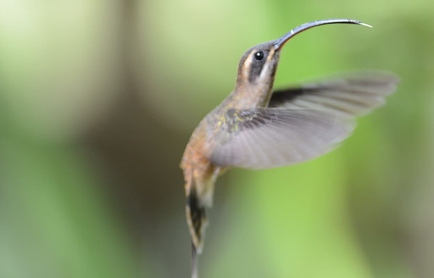 WESTLICHER LANGSCHWANZ-SCHATTENKOLIBRI, LONG-BILLED HERMIT, PHAETORNIS LONGIROSTRIS