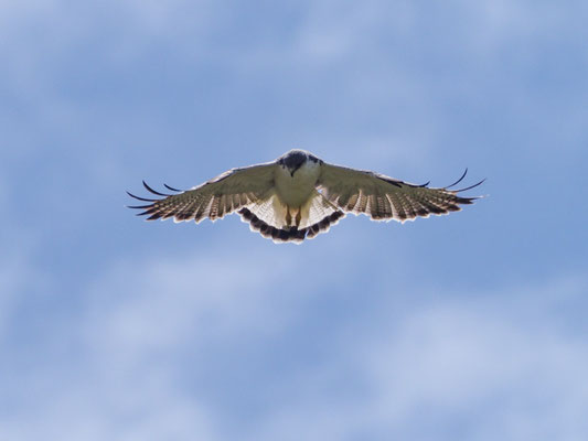 ROTRÜCKENBUSSARD, VARIABLE HAWK (RED-BACKED HAWK) - GERANOAETUS POLYOSOMA
