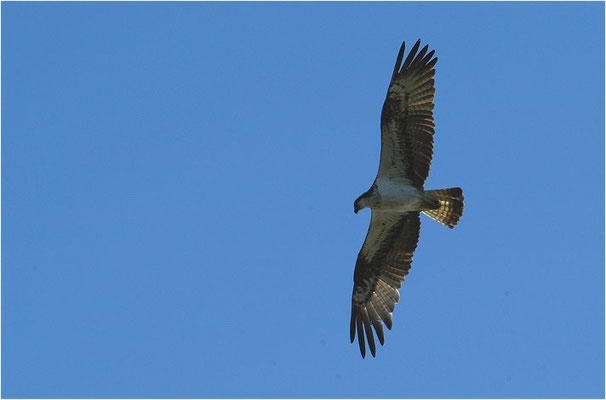 FISCHADLER, OSPREY, PANDION HALIAETUS