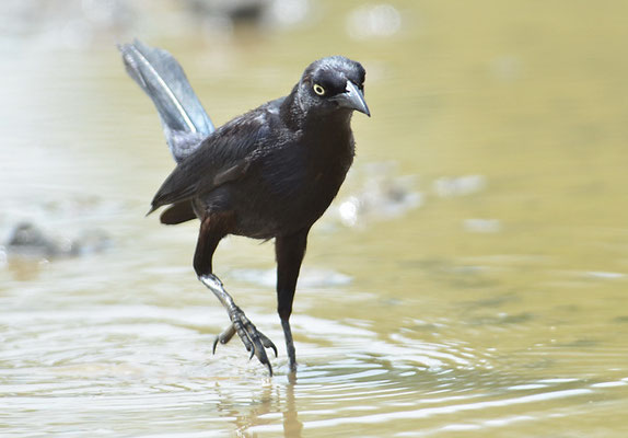 TRAUERGRACKEL, CARIB GRACKLE, QUISCALUS LUGUBRIS
