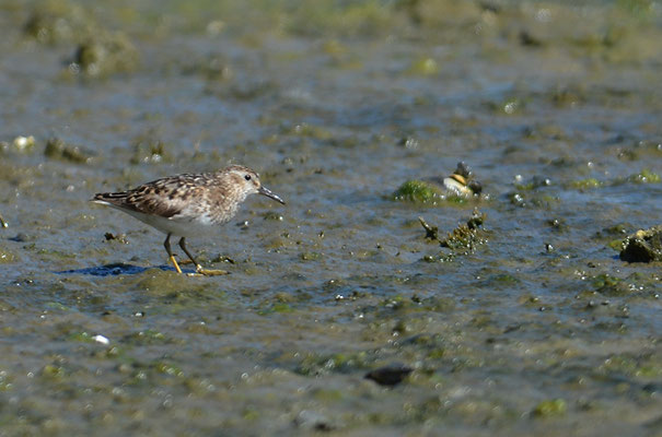 WIESENSTRANDLÄUFER, LEAST SANDPIPER, CALIDRIS MINUTILLA