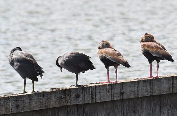 HERBSTPFEIFGANS, BLACK-BELLID WHISTLING DUCK, DENDROCYGNA AUTUMNALIS