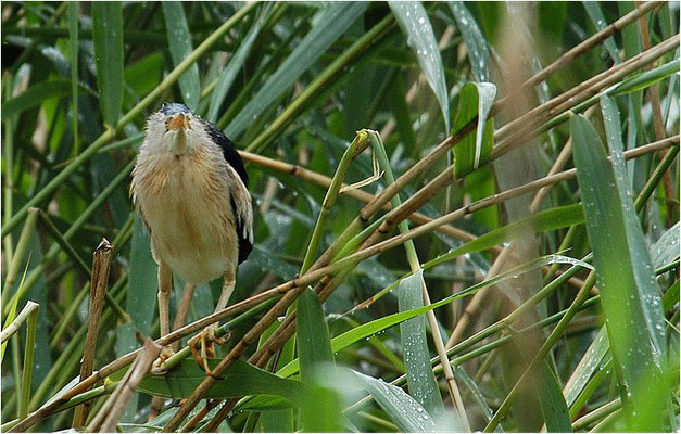 ZWERGDOMMEL, LITTLE BITTERN, IXOBRYCHUS MINUTUS