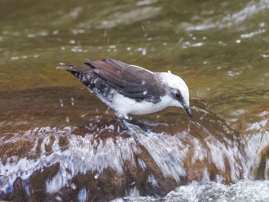 WEISSKOPF-WASSERAMSEL, WHITE-CAPPED DIPPER - CINCLUS LEUCOCEPHALU
