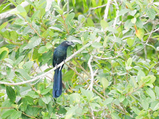 Riesenani, Greater Ani - Crotophaga major