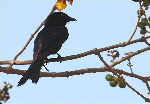 TRAUERDRONGO, FORK-TAILED DRONGO, DICRURUS ADSIMILIS