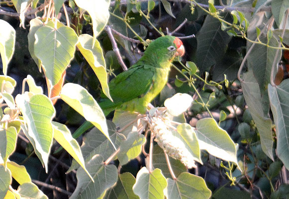VERAGUASITTICH, CRIMSON-FRONTED PARAKEET, ARATINGA FINSCHI
