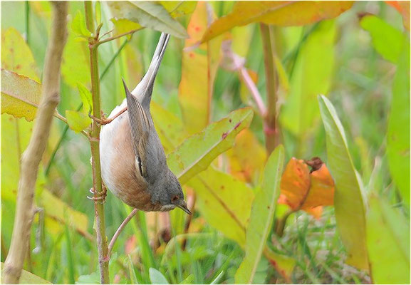 WEISSBARTGRASMÜCKE, SUBALPINE WARBLER, SYLVIA CANTILLANS