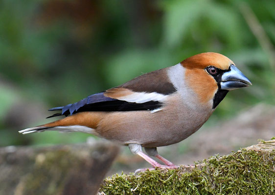 KERNBEISSER, HAWFINCH, COCCOTHRAUSTES  COCCOTHRAUSTES