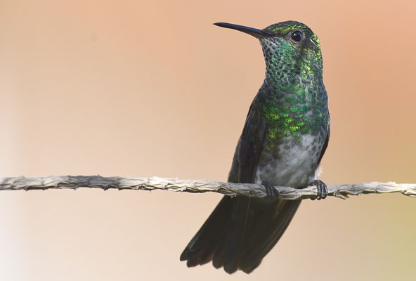 GLANZAMAZILIE, VERSICOLORED  EMERALD, AMAZILIA VERSICOLOR