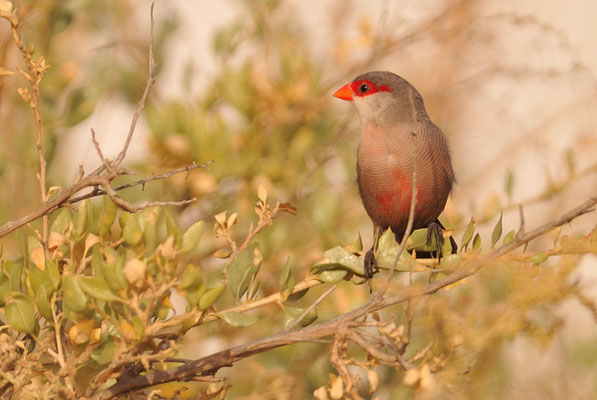 WELLENASTRILD, COMMON WAXBILL, ESTRILDA ASTRILD