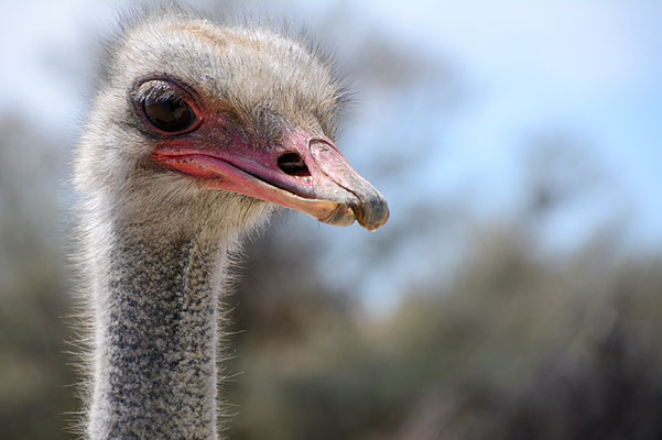 STRAUSS, COMMON OSTRICH, STRUTHIO CAMELUS