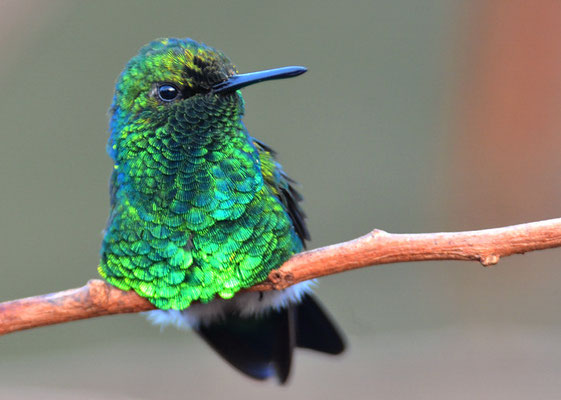 BLAUSCHWANZSMARAGDKOLIBRI, BLUE-TAILED EMERALD, CHLOROSTILBON MELLISUGUS