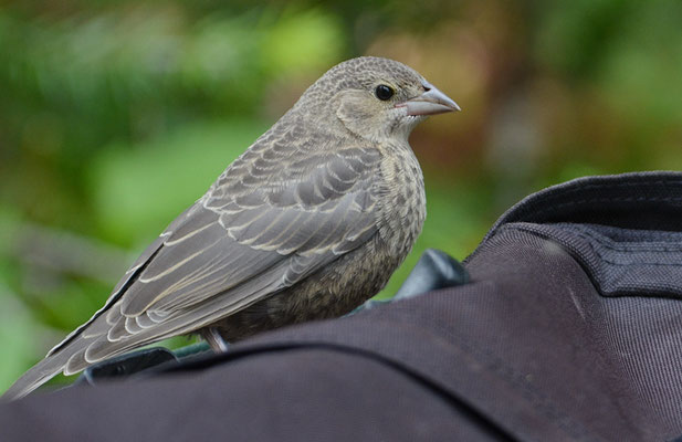 BRAUNKOPF-KUHSTÄRLING, BROWN-HEADED COWBIRD, MOLOTHRUS ATER