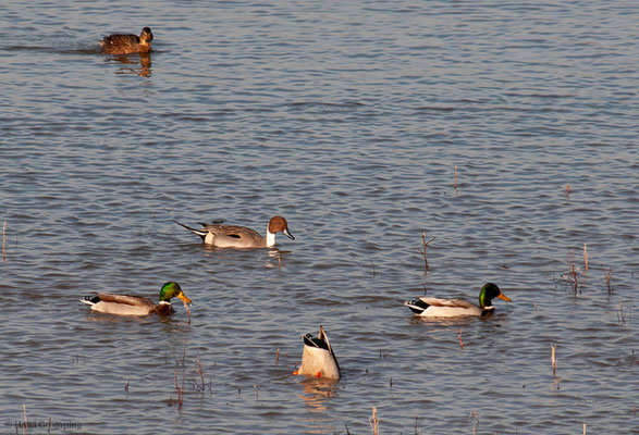SPIESSENTE, PINTAIL, ANAS ACUTA