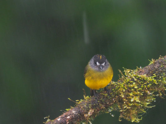 SCHMUCKTYRANN, ORNATE FLYCATCHER - MYIOTRICCUS ORNATUS