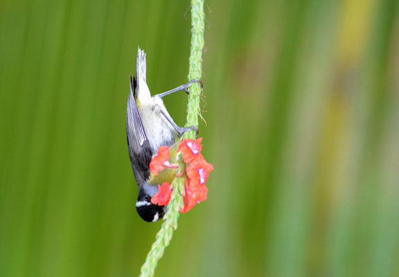 ZUCKERVOGEL, BANANAQUIT, COEREBA FLAVEOLA