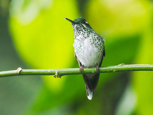 PURPURBRUSTKOLIBRI, PURPLE-BIPPED WHITETIP - UROSTICTE BENJAMINI