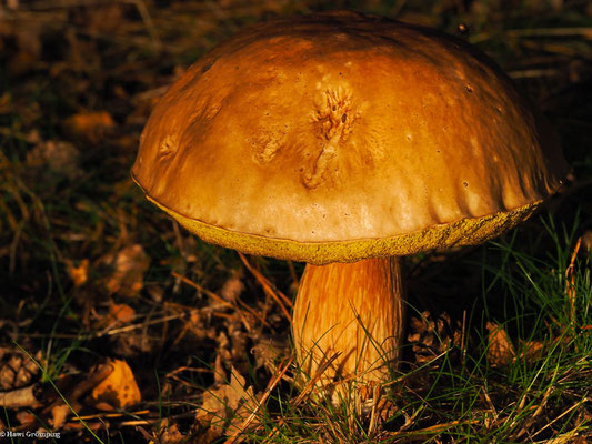Steinpilz - Boletus edulis 