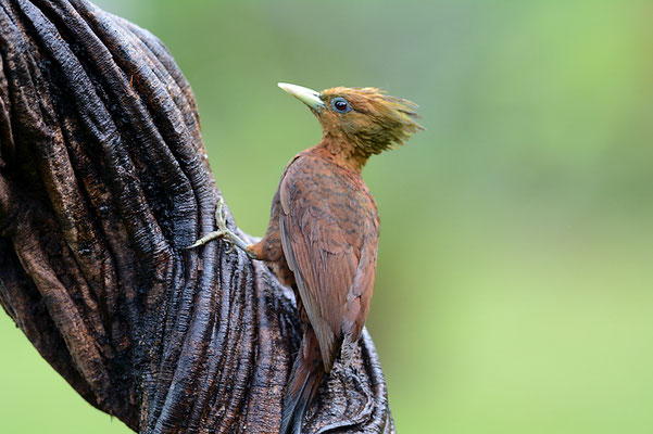 KASTANIENSPECHT, CHESTNUT-COLORED WOODPECKER, CELEUS CASTANEUS