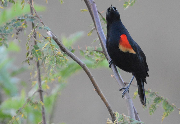 ROTSCHULTERSTÄRLING, RED-WINGED BLACKBIRD, AGELAIUS PHOENICUS 