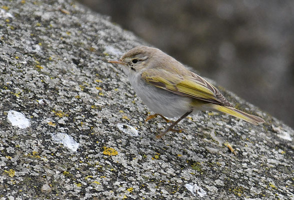 BERGLAUBSÄNGER, WESTERN BONELLI´S WARBLER, PHYLLOSCOPUS BONELLI