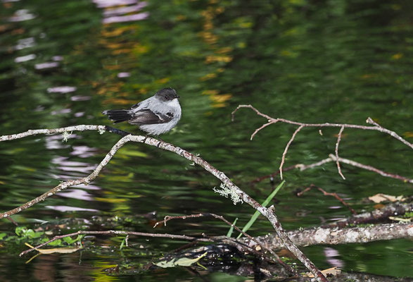 STURZBACH- KLEINTYRANN, TORRENT TYRANNULET, SERPOPHAGA CINEREA