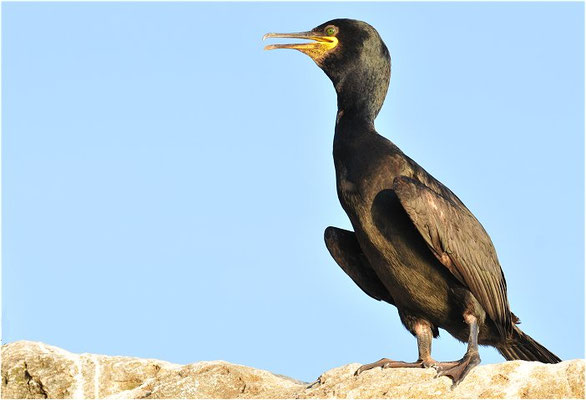 KRÄHENSCHARBE, SHAG, PHALACROCORAX ARISTOTELIS